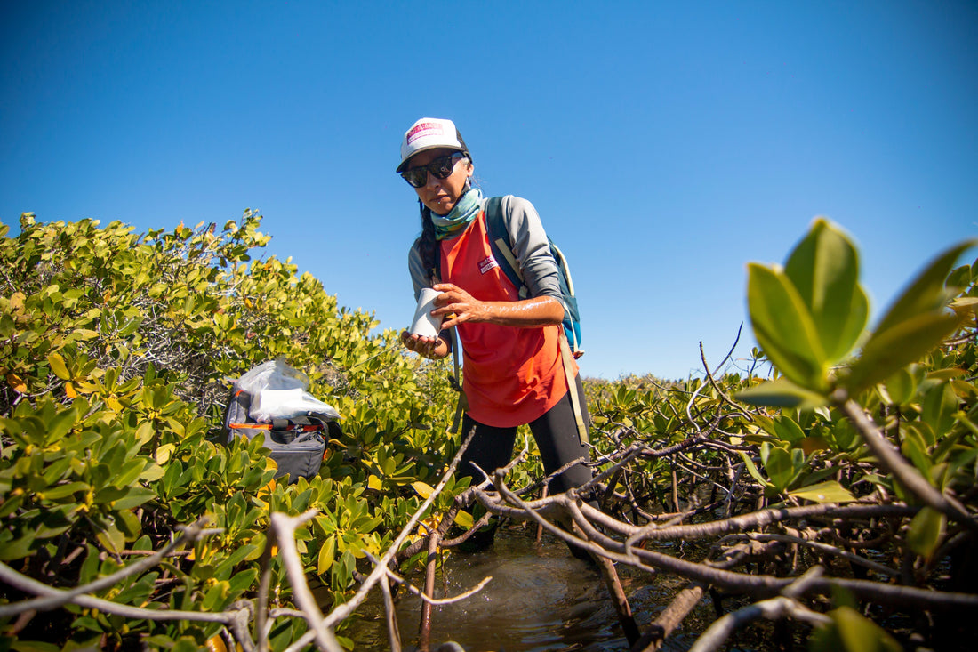 Protect Your Playground: How KOOK + Seatrees Are Restoring the Ocean, One Jar at a Time