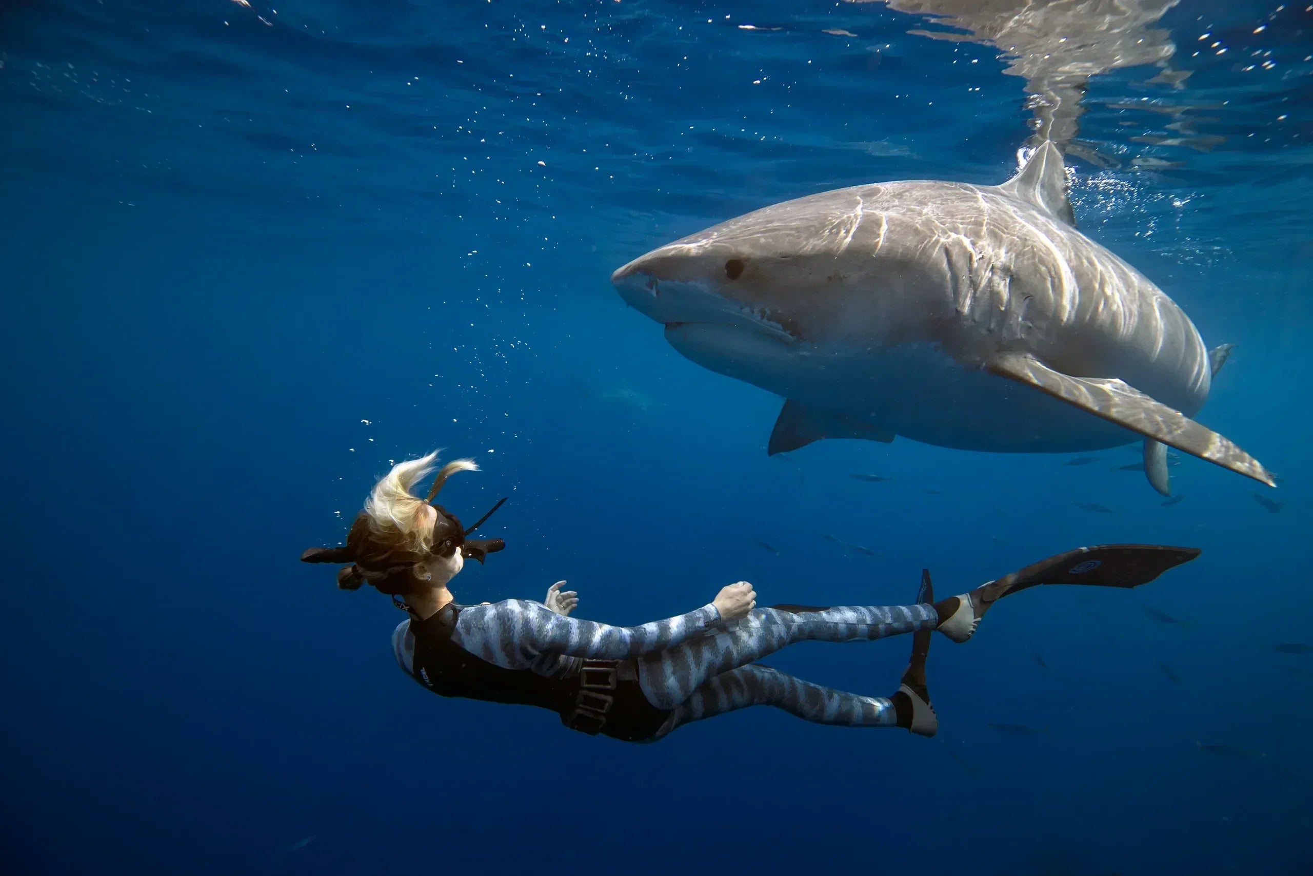 Ocean Ramsey Shark Diving