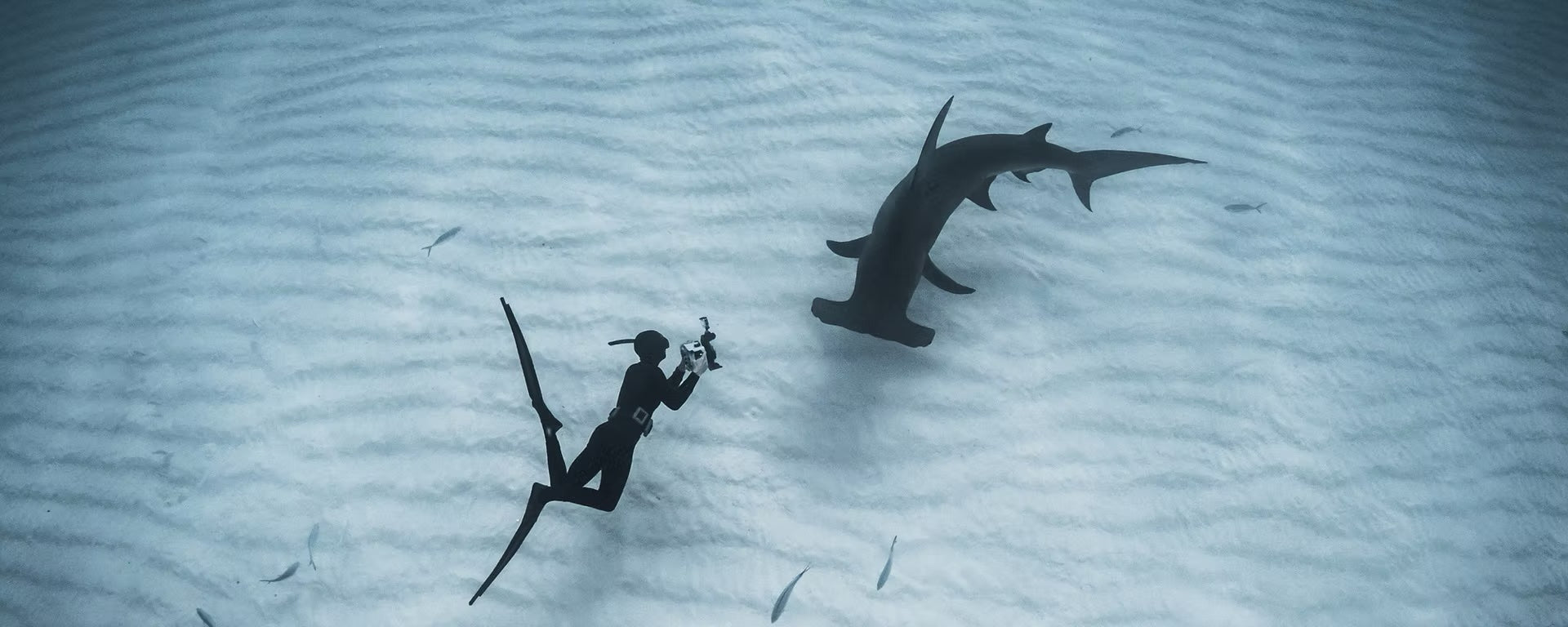 How Jillian Morris-Brake Navigates the Ebbs and Flows of Shark Conservation, Research, and Motherhood