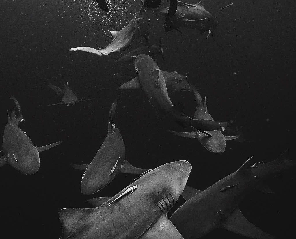 Meet Aliah Banchik: Marine Scientist, Shark Advocate, Netflix Explorer, & Founder of The FINstitute