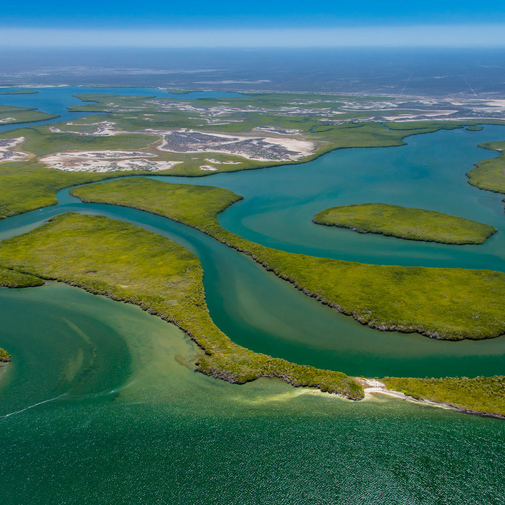Mangroves: Baja, Mexico